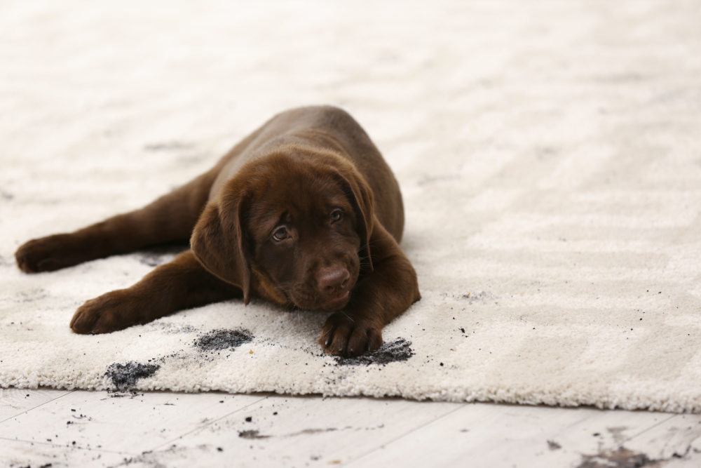 5 Signs That Indicate It’s Time to Replace Carpet