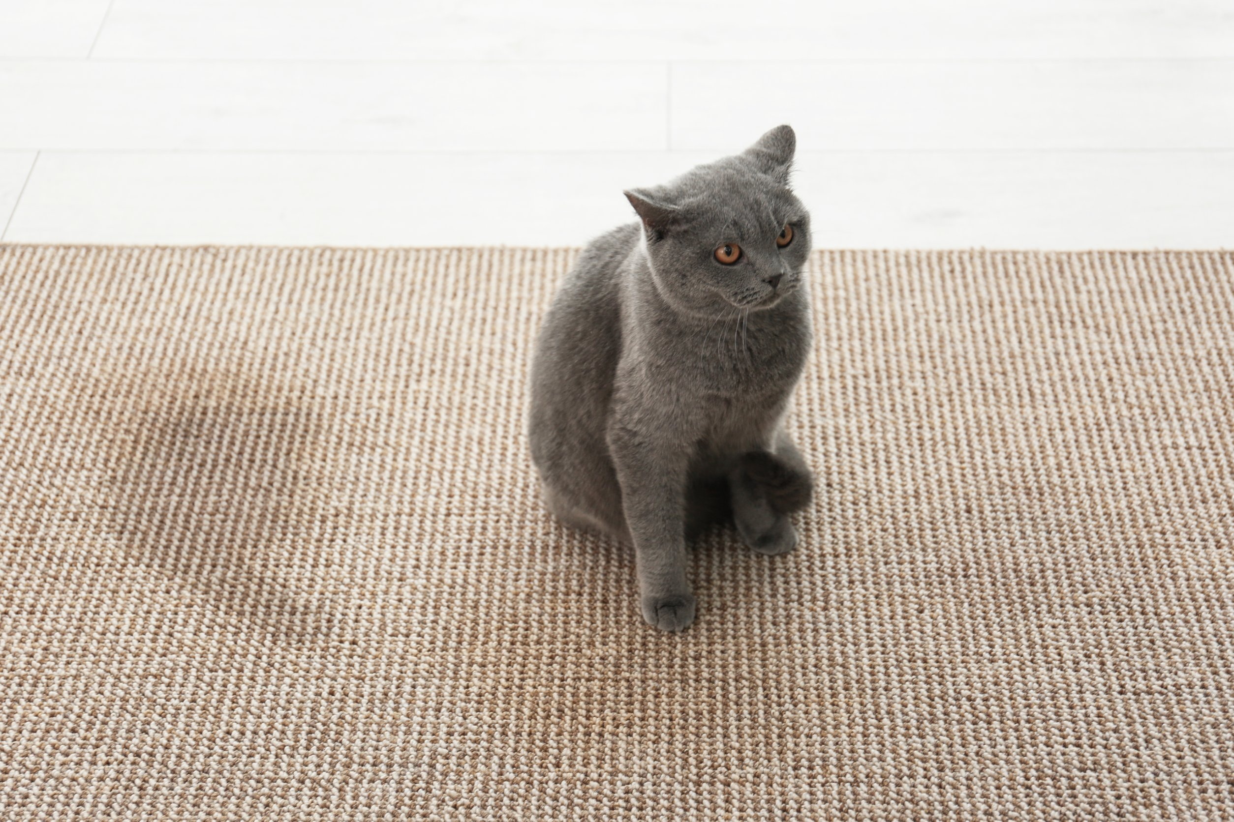 How To Get Old Cat Urine Smell Or Mildew Out of Your Carpets