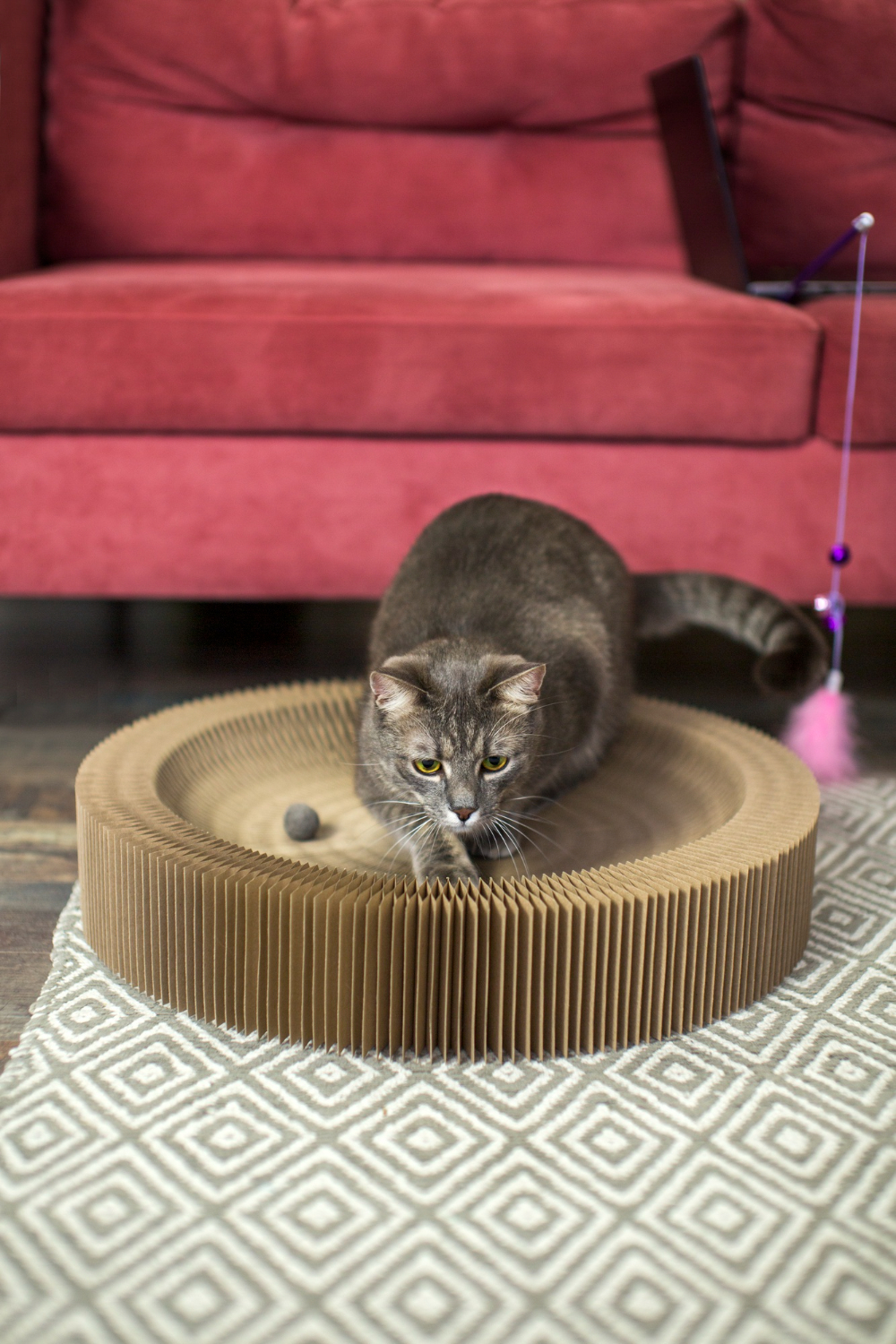 Keeping Cats from Scratching Your Carpet